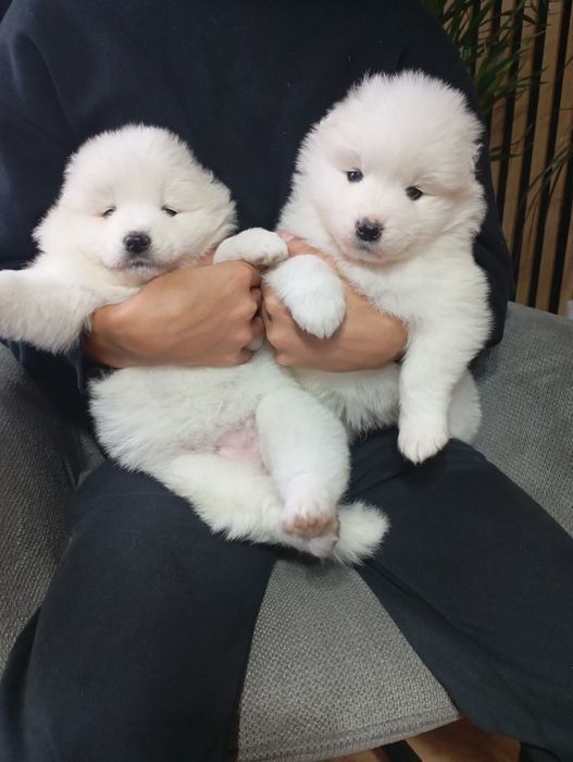 Cudny szczeniaczek rasy samoyed