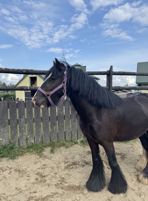 Na sprzedaż - 4-letni wałach rasy Tinker