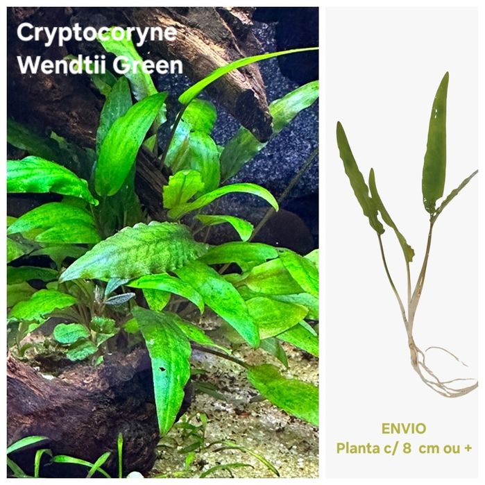 Pack 30x | 8 Espécies de Plantas Aquário | LOW TECH | FÁCIL MANUTENÇÃO