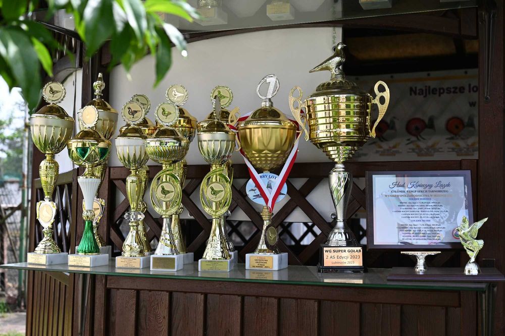 Sprzedam gołębie pocztowe, świetne pochodzenie, możliwość wysyłki.