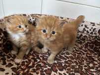 Kocięta Maine coon z rodowodem FPL