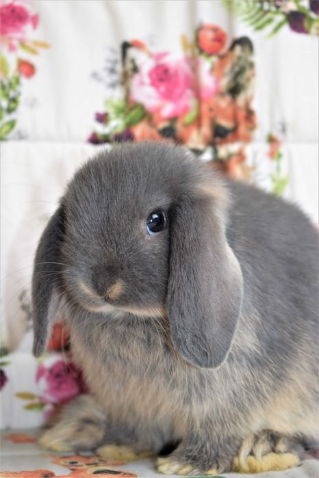 Królik, króliczek mini lop, baranek miniaturka, króliki