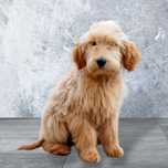 Suczka Goldendoodle F1 Standard [rodzice FCI)