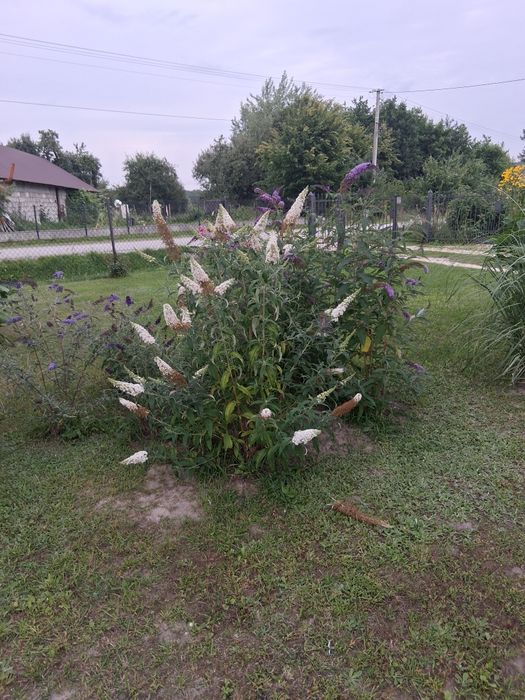 Budleja Davida krzew motyli