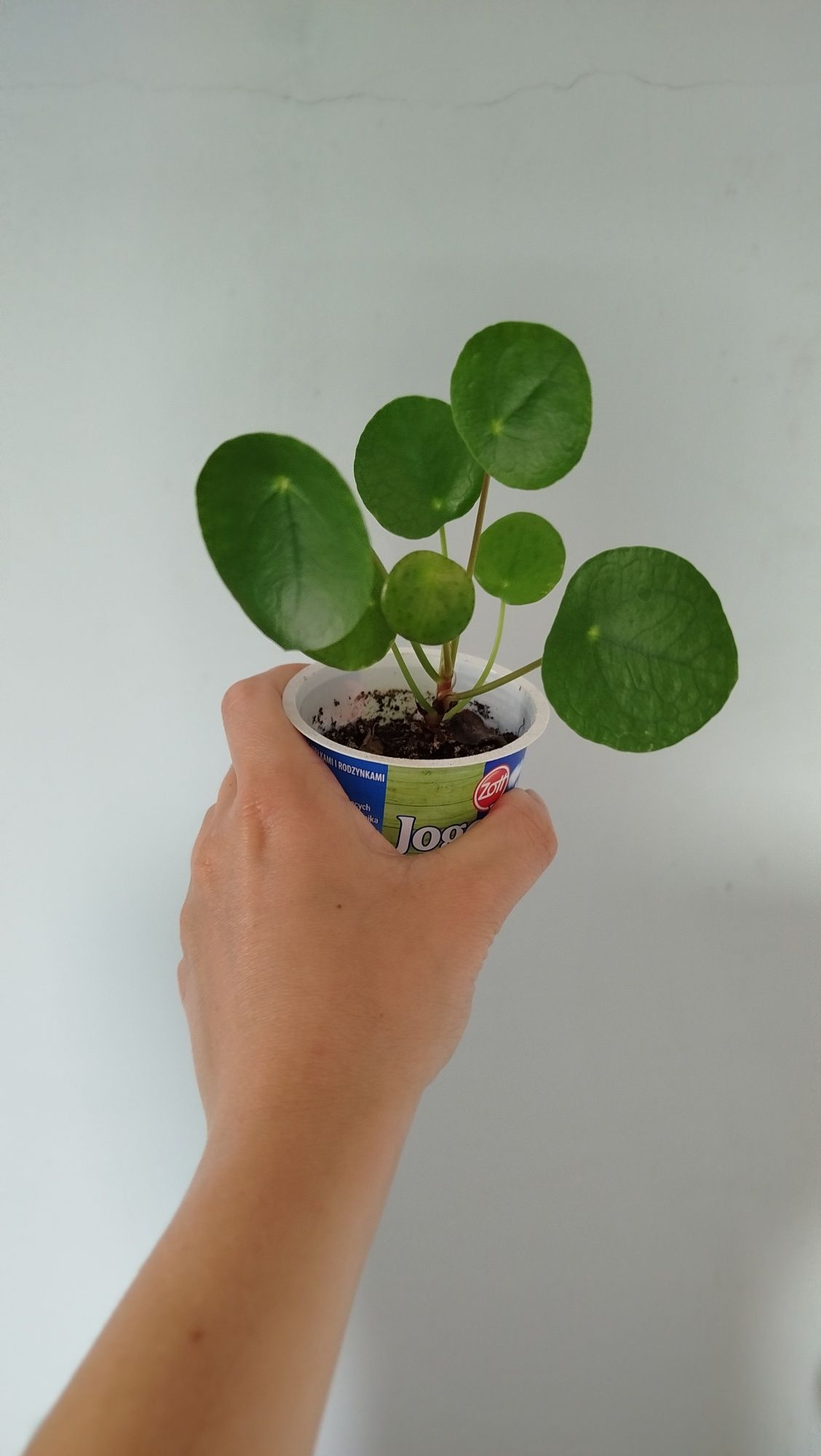 Pilea peperomioides kwiatek roślina doniczkowa Pieniążek pieniążki