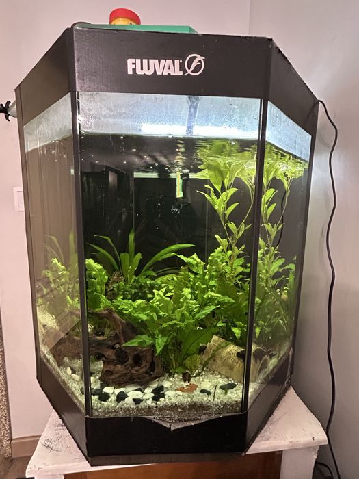 Aquario,plantas,peixes e motor