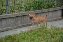 Chihuahua krotkowlosa chlopczyk ZKwP FCI
