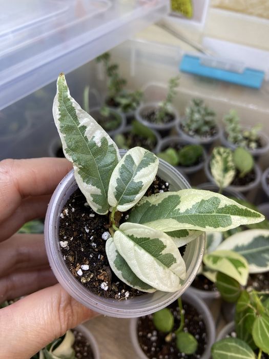 Фікус шріверіана,рубігіноза,,пуміла,сагітата,альбомаргіната та інші