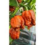 Venda de Malaguetas Carolina Reaper Red e Caramelo