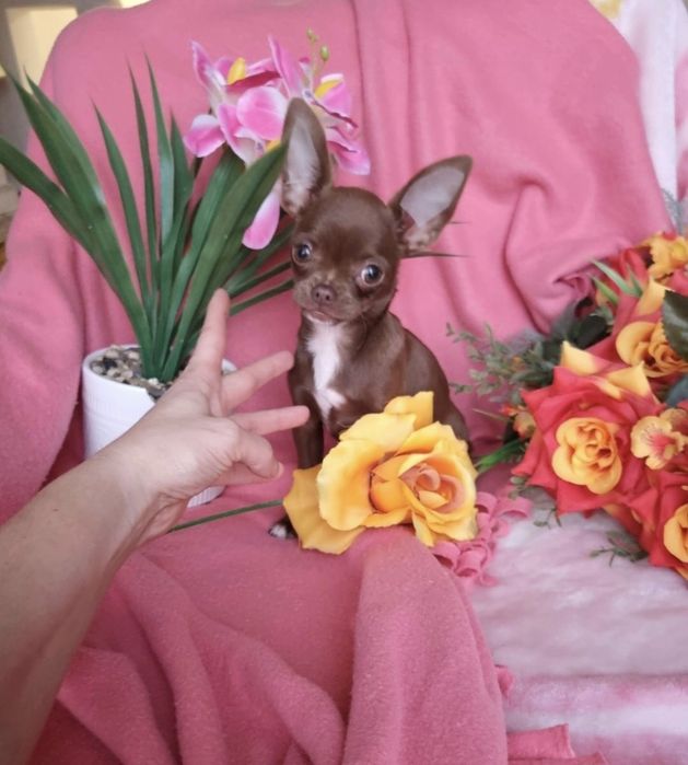 Piesek Czekoladowy Chihuahua!