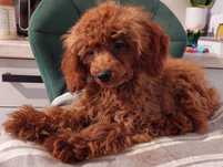 PUDEL TOY  ( Suczka) Red