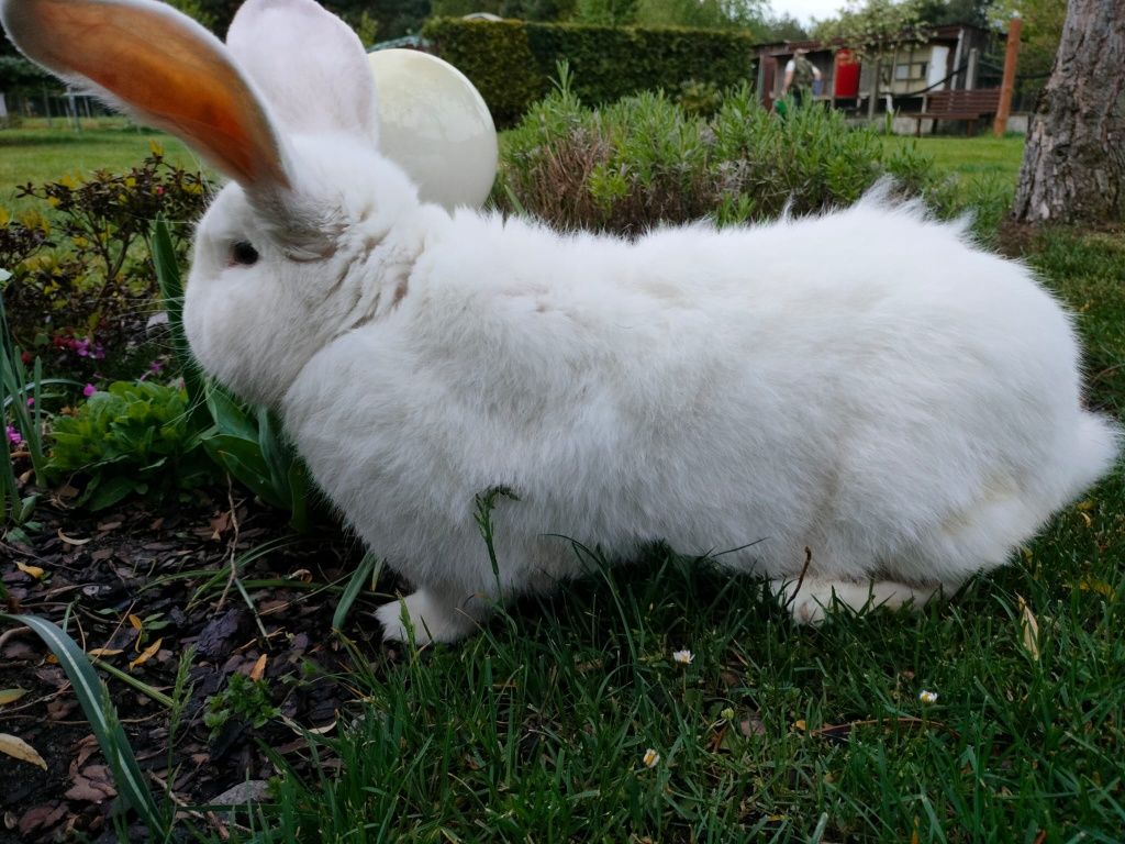 Królik belgijski olbrzym biały BOB / króliki samiec