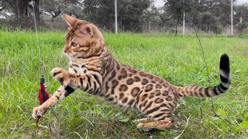 Gatinho Bengal Execelente Qualidade