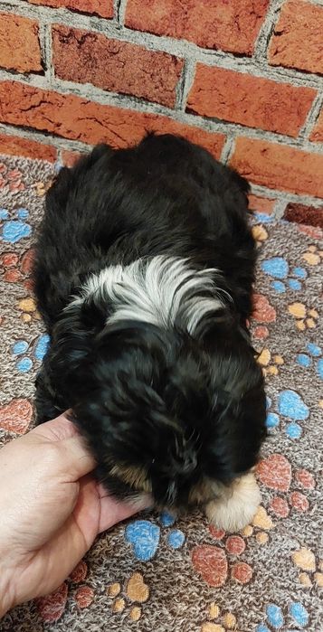 Czarny chłopak Shih-tzu