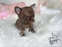 Chocolate *** przepiekny chlopczyk chihuahua