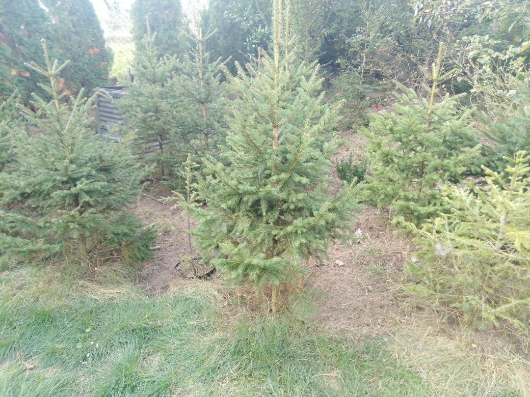 Sprzedam świerki 0,5 do 1 m