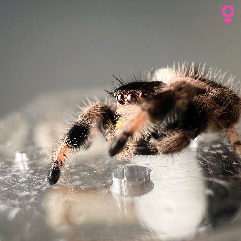 Skakun królewski Phidippus regius