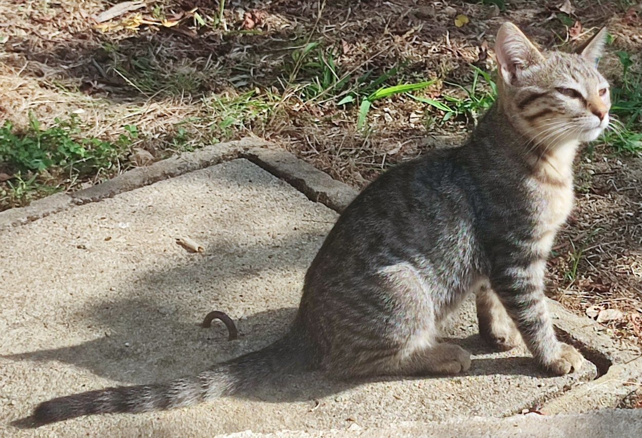 Gatinhos muito meigos para adoção gratuita (uma gata e dois gatos)