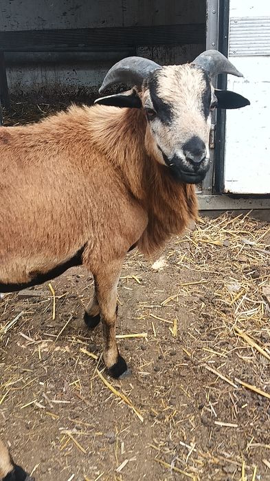 Para owiec kameruńskich