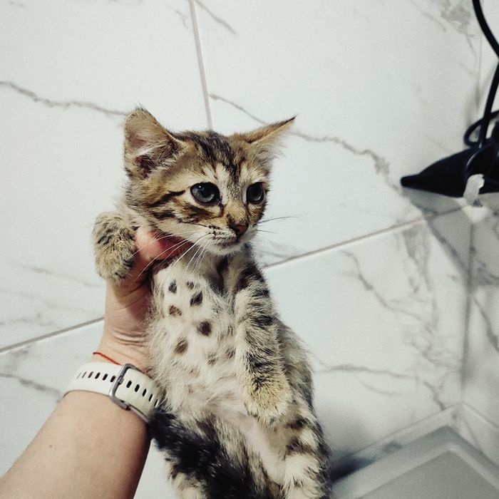 Срочно отдам котят в хорошие руки