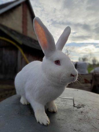 Królik samica 7siedmio miesięczna