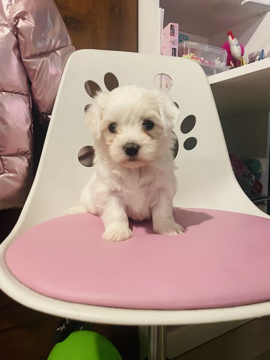 Maltańczyk szczeniaczki