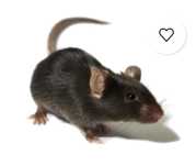 18 ratos congelados com +/-30g cada