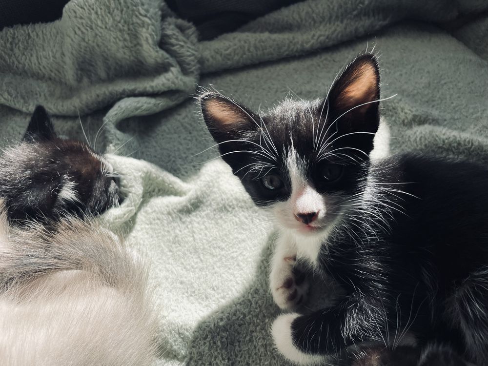 Gatinhos para adopção