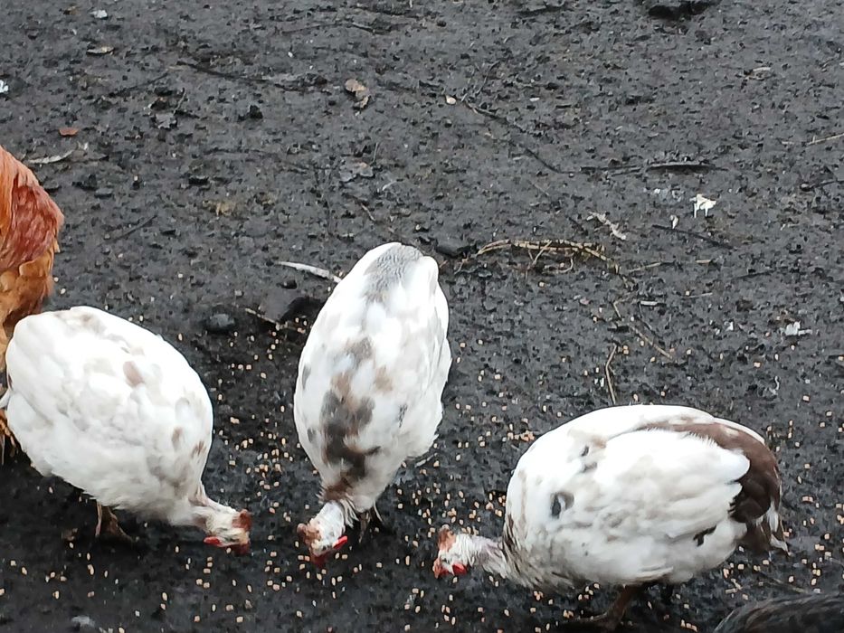 Sprzedam perliczki (samice)