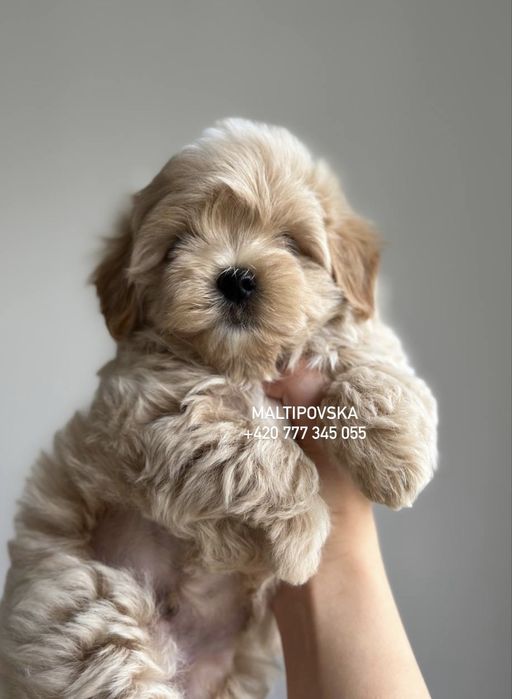Мальтипу ф1 девочка в Caramel Colour | IN PRAGUE
