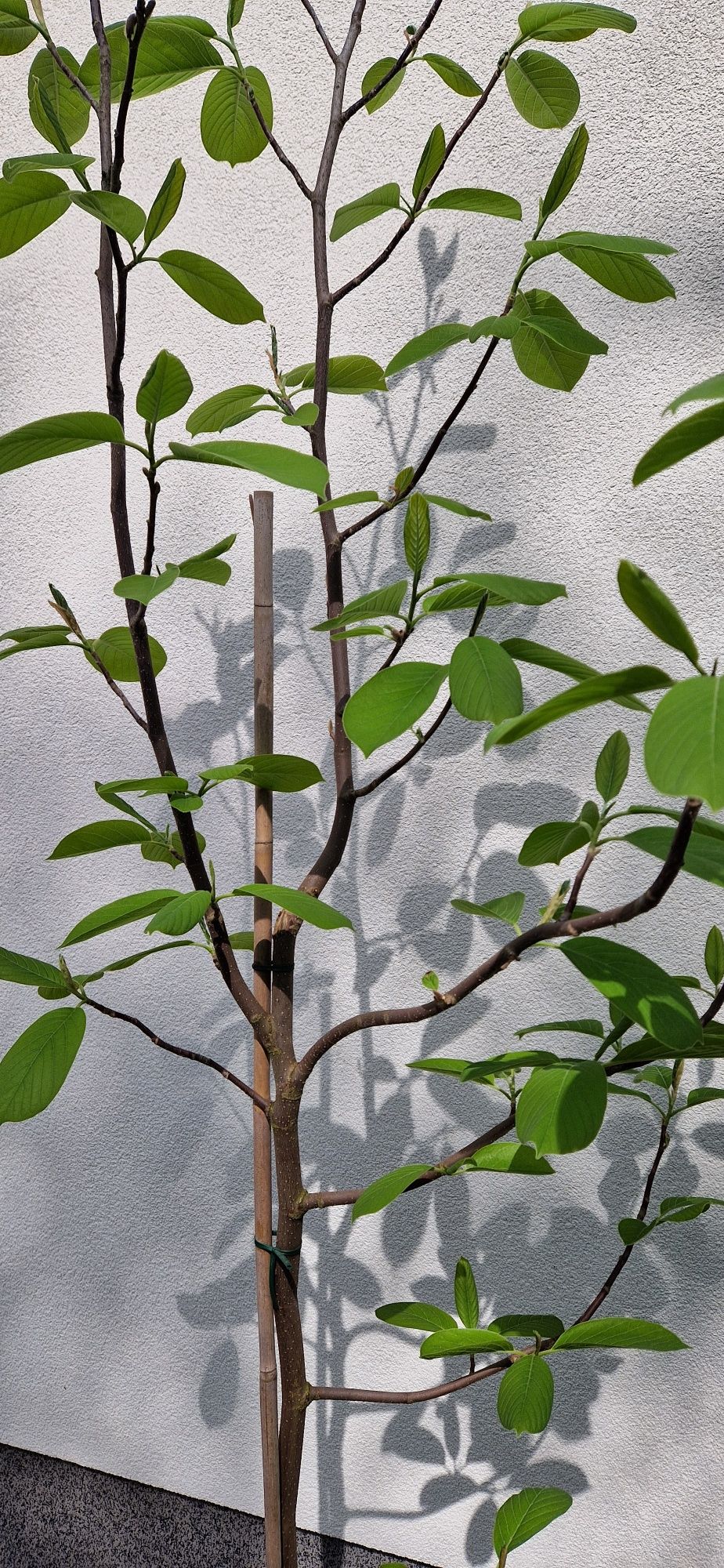 Magnolia biała Columbus doniczka drzewko roślina 210cm