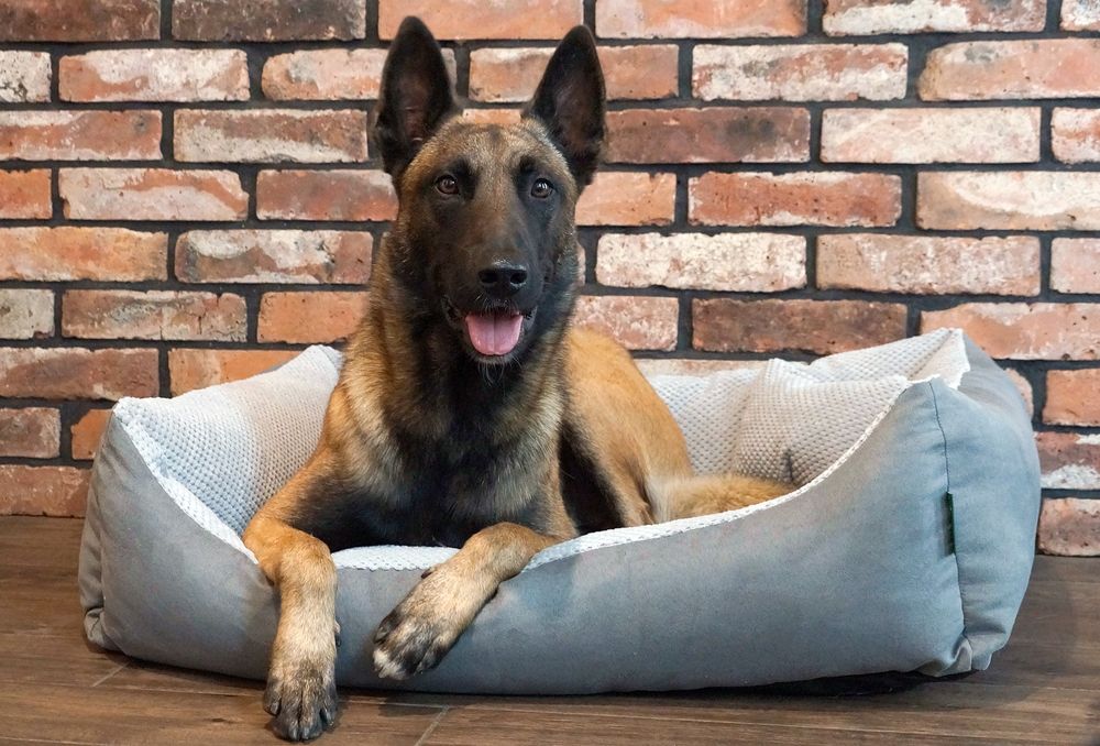 Przytulne legowisko dla psa TEO (100x80 cm, Szary)