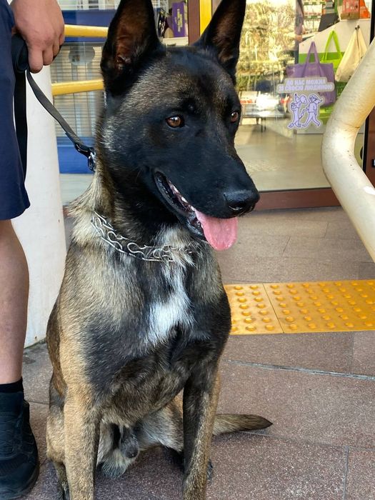 в'ЯЗКА З гарним мАЛІНУА