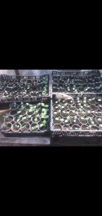 Биогумус ( Вермикомпост)