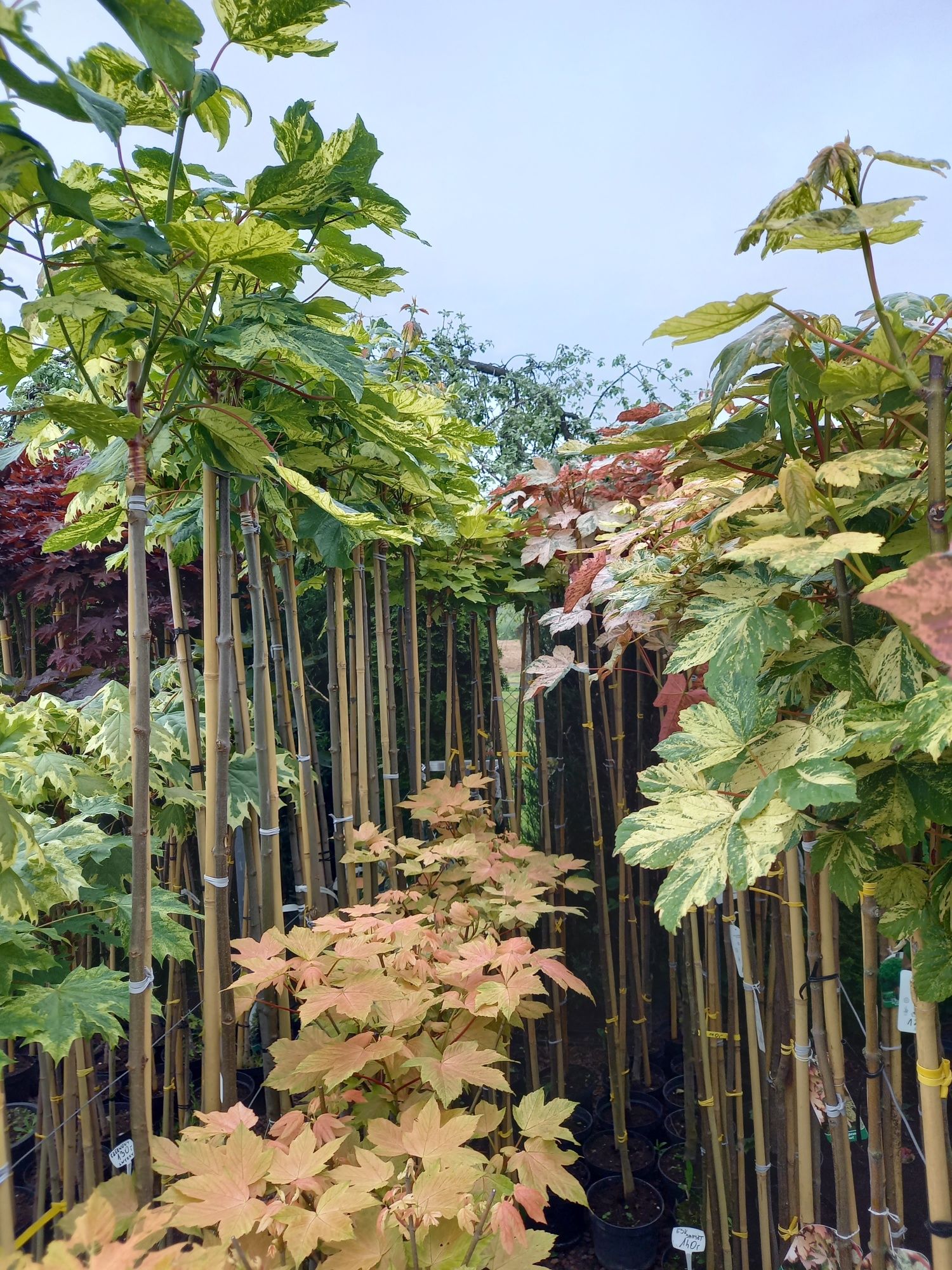 Katalpa Catalpa Nana 120-250 cm Palisada.Tuja szmaragd