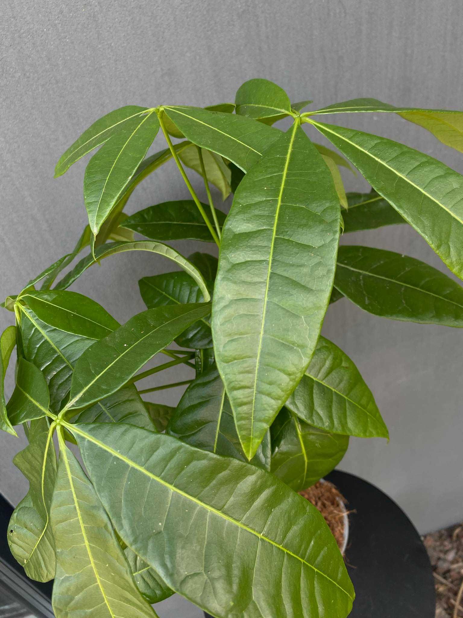 Pachira wodna Pachira Aquatica