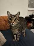 Gato Senior para Adopção Responsável