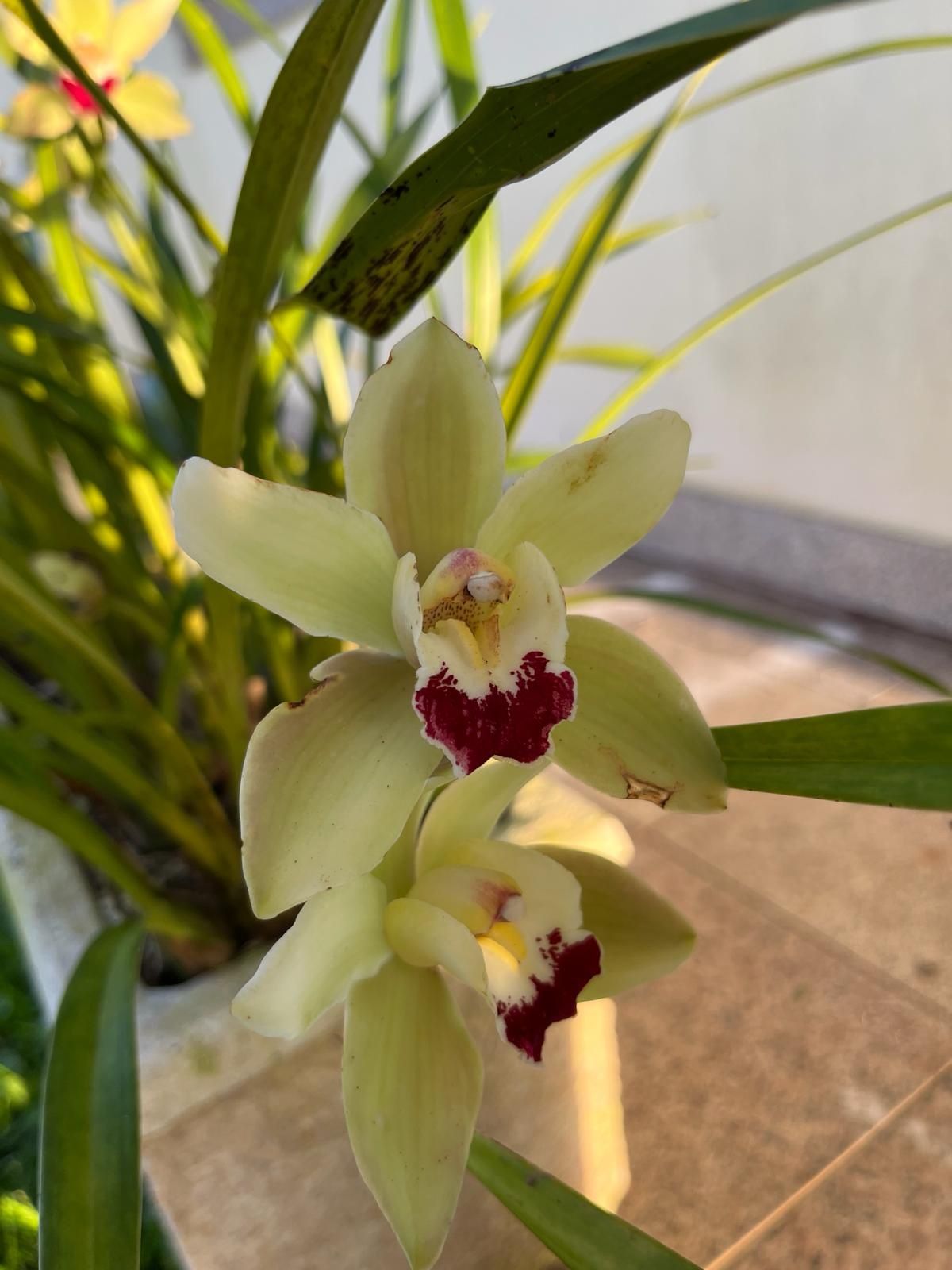 Vaso grande com 2 a 3 orquídeas diferentes