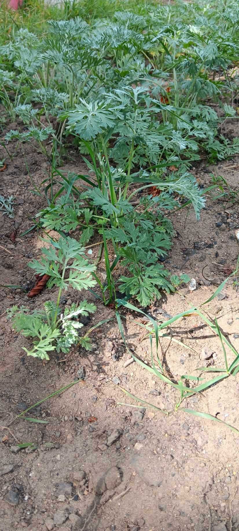 Sadzonki BYLICY PIOŁUN 11 sztuk Eko (młode, rozwinięte) CZYSTA NATURA