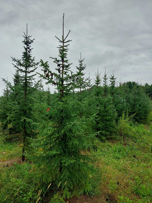 Świerk serbski 300cm do 400cm