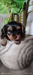 York terrier piesek