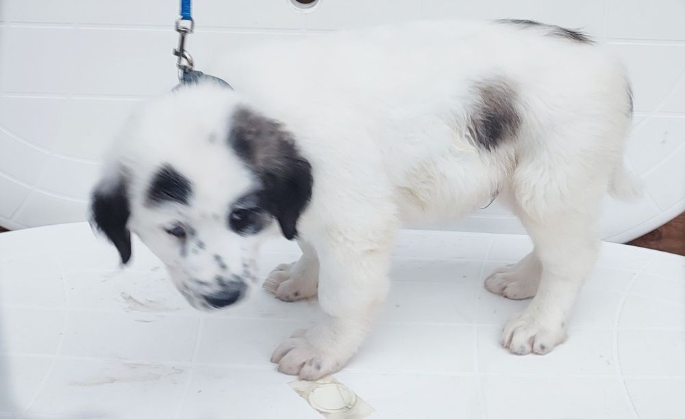 Szczeniaki owczarek środkowoazjatycki