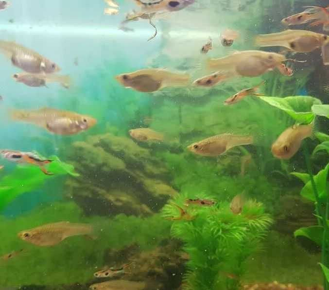 Sprzedam gupiki ENDLERA rybki