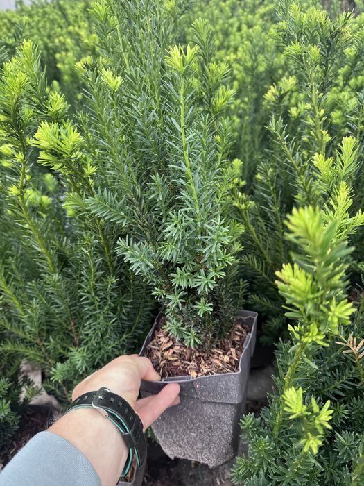 Cis pośredni Hillii sadzonki na Zimozielony żywopłot Doniczka c3