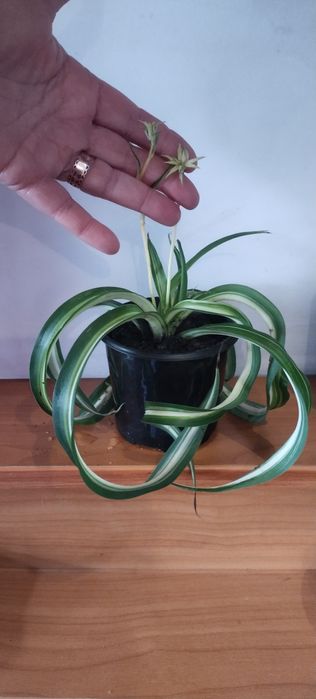 Хлорофітум Боні кучерявий хлорофитум бонни