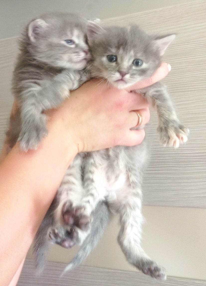 Безкоштовно кошенята