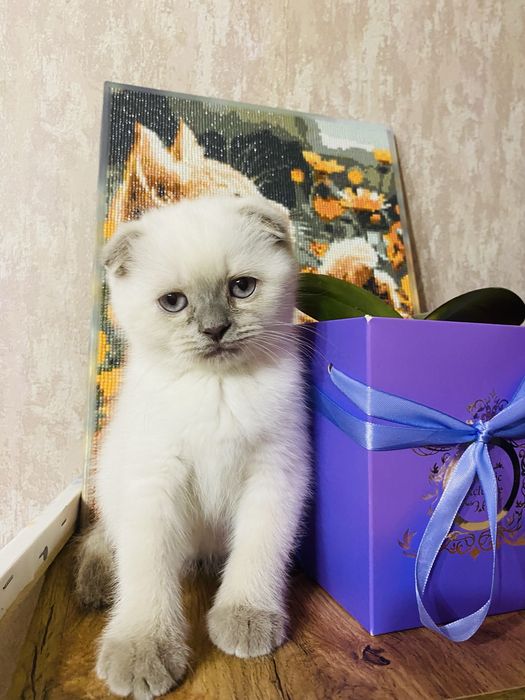 Продам Шотландских котят скоттиш- фолд