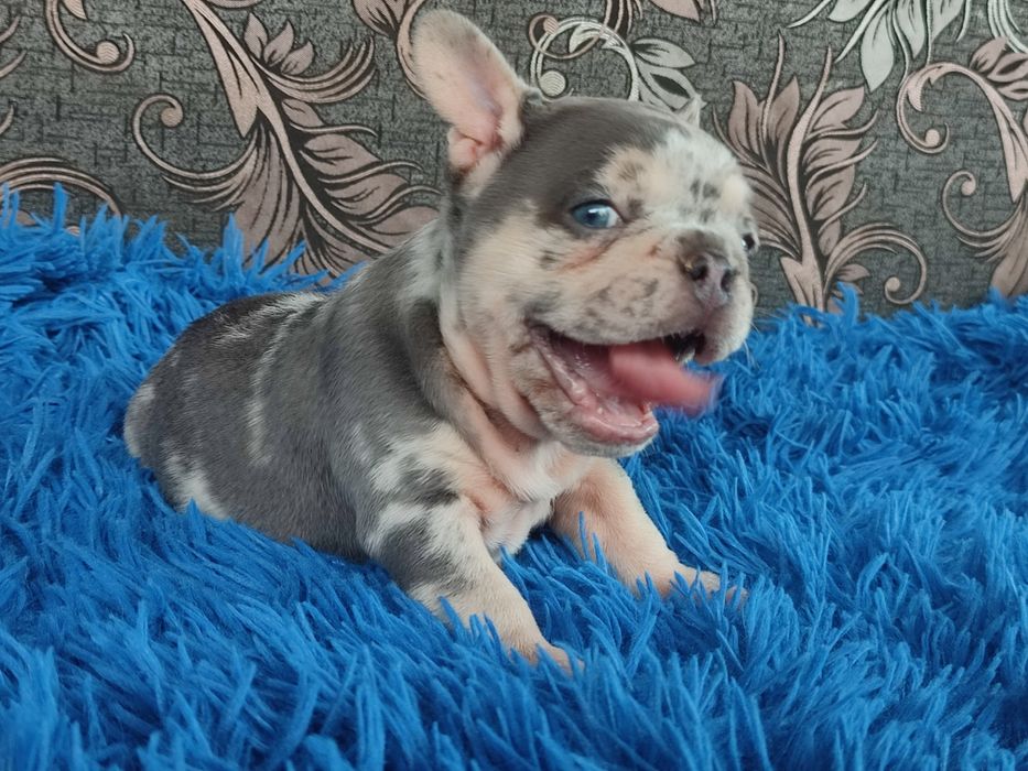 Голубой мерле мальчик почти два месяца