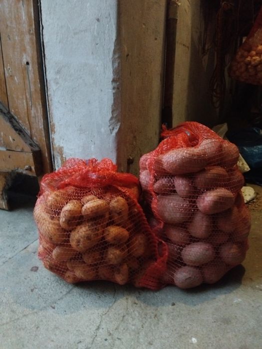 Ziemniaki queen Anna, red sonia