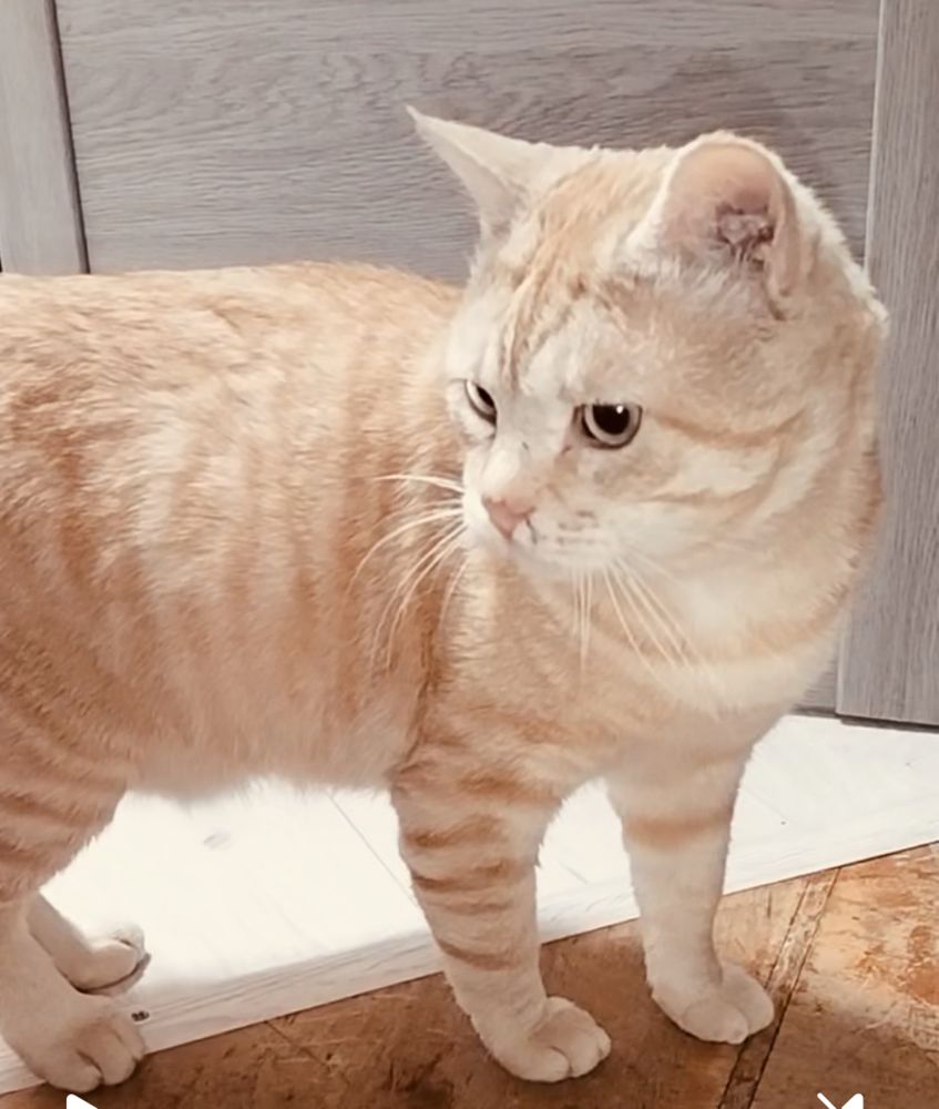 Рыжий добрый ласковый котик 1г в частный дом рудий кіт котенок